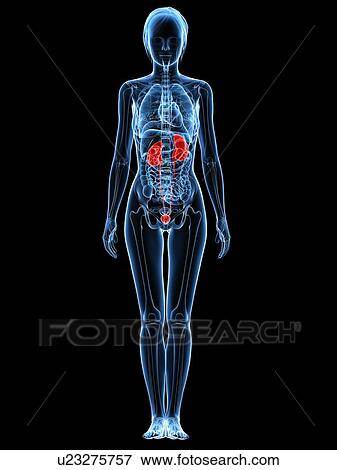 Stock Photo - Healthy urinary system, computer artwork.. Fotosearch