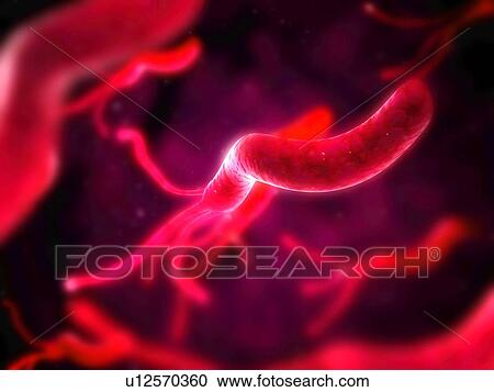 Stock Image - Helicobacter pylori bacteria, computer artwork.. Fotosearch