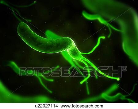 Picture - Helicobacter pylori bacterium, computer artwork.. Fotosearch
