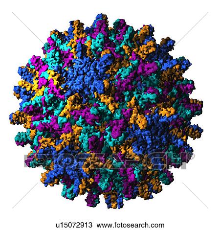 Stock Image - Hepatitis B virus. Computer model of the capsid of the hepatitis B virus.. Fotosearch