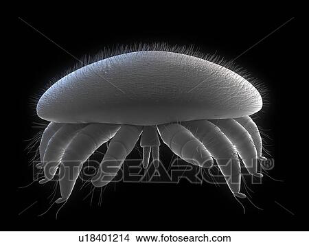 Picture - Honeybee mite (Varroa destructor), artwork, artwork.. Fotosearch