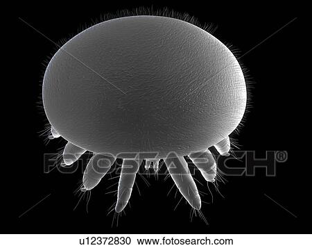 Stock Image - Honeybee mite (Varroa destructor), artwork, artwork.. Fotosearch