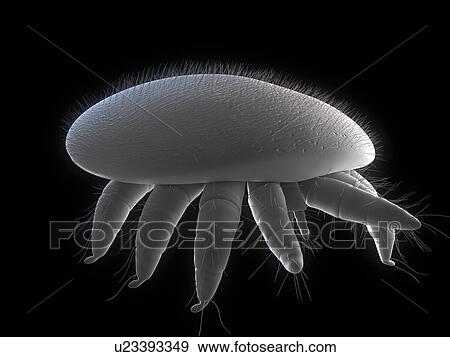 Honeybee mite (Varroa destructor), artwork, artwork. View Large Photo Image Stock Photo - Honeybee mite (Varroa destructor), artwork, artwork.. Fotosearch