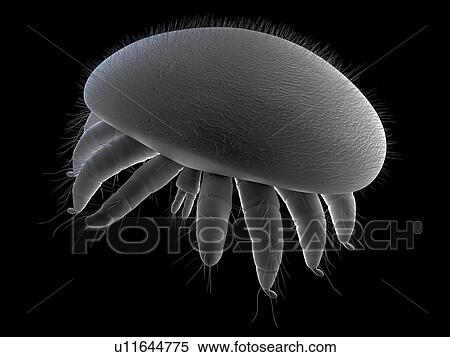 Honeybee mite (Varroa destructor), artwork, artwork. View Large Photo Image Stock Photography - Honeybee mite (Varroa destructor), artwork, artwork.. Fotosearch