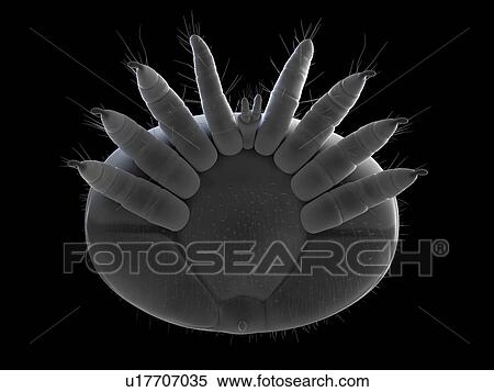 Stock Photography - Honeybee mite (Varroa destructor), artwork, artwork.. Fotosearch