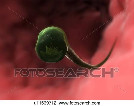 Stock Image - Hookworm head, computer artwork.. Fotosearch