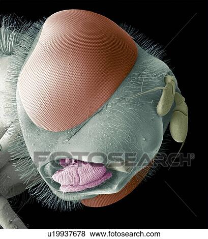 Stock Photo - Hoverfly head, coloured scanning electron micrograph (SEM). Magnification: x30 when printed at 10 centimetres wide.. Fotosearch