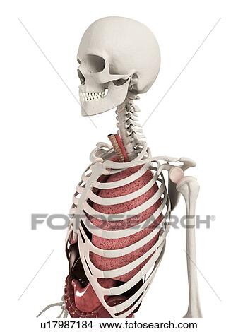 Picture - Human anatomy, computer artwork.. Fotosearch