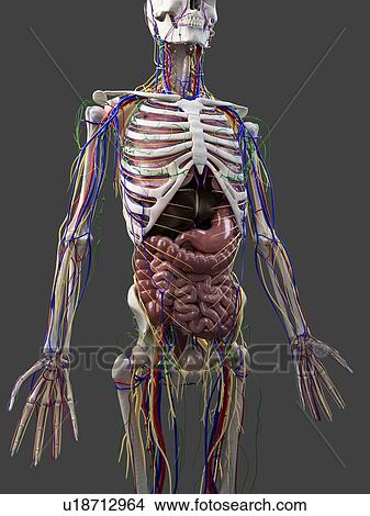 Picture - Human anatomy, computer artwork.. Fotosearch