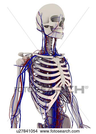 Picture - Human anatomy. Computer artwork showing the bones and cardiovascular system.. Fotosearch