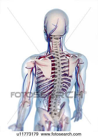 Stock Photo - Human anatomy. Computer artwork showing the bones and vascular system.. Fotosearch