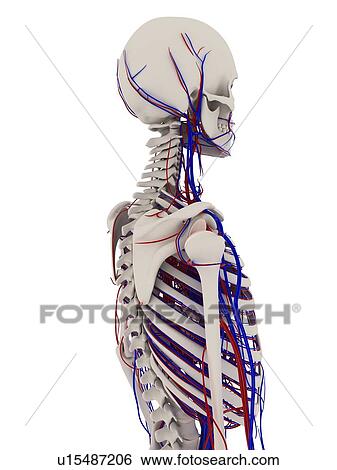 Stock Photograph - Human anatomy. Computer artwork showing the bones and vascular system.. Fotosearch