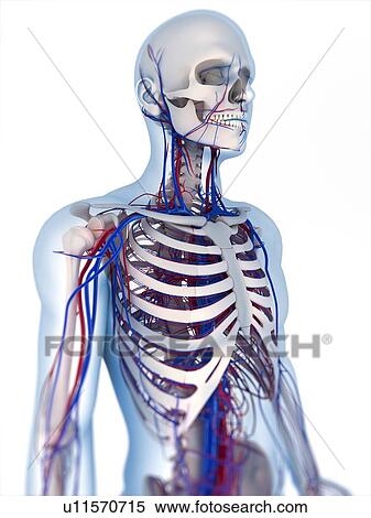 Stock Photography - Human anatomy. Computer artwork showing the bones and vascular system.. Fotosearch