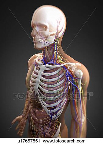 Human anatomy, computer artwork. View Large Photo Image Stock Image - Human anatomy, computer artwork.. Fotosearch