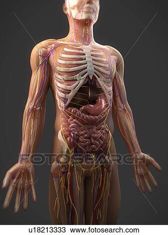 Stock Image - Human anatomy, computer artwork.. Fotosearch