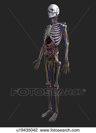 Stock Image - Human anatomy, computer artwork.. Fotosearch
