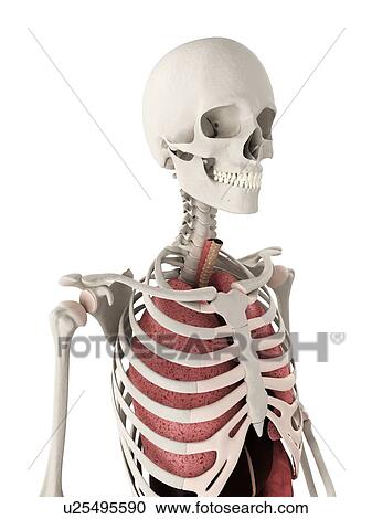 Stock Image - Human anatomy, computer artwork.. Fotosearch