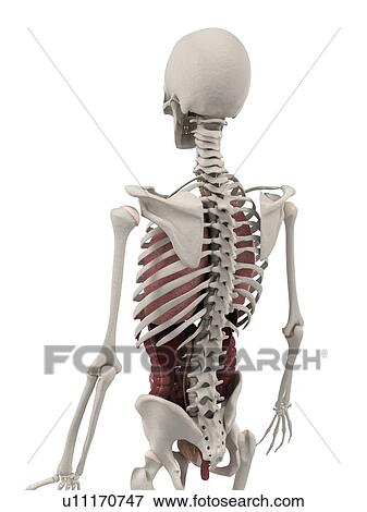 Stock Photo - Human anatomy, computer artwork.. Fotosearch