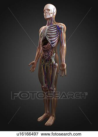 Human anatomy, computer artwork. View Large Photo Image Stock Photo - Human anatomy, computer artwork.. Fotosearch