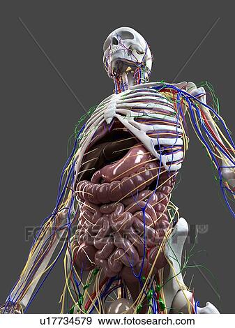 Human anatomy, computer artwork. View Large Photo Image Stock Photo - Human anatomy, computer artwork.. Fotosearch