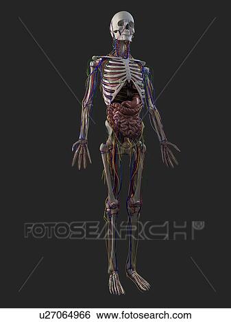 Stock Photograph - Human anatomy, computer artwork.. Fotosearch