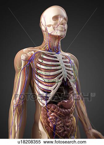 Human anatomy, computer artwork. View Large Photo Image Stock Photography - Human anatomy, computer artwork.. Fotosearch