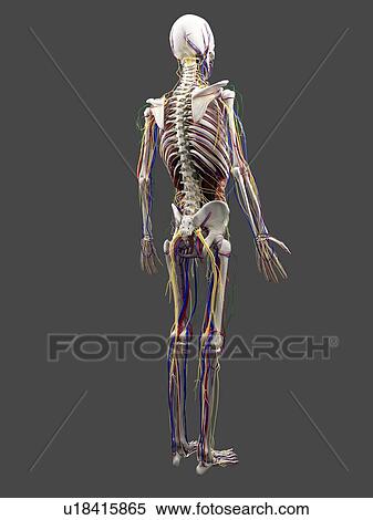 Stock Photography - Human anatomy, computer artwork.. Fotosearch
