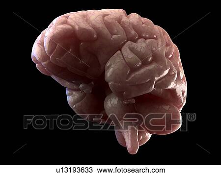 Human brain, computer artwork. View Large Photo Image Stock Image - Human brain, computer artwork.. Fotosearch