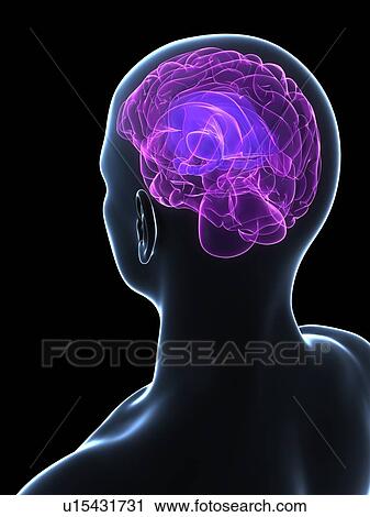 Stock Image - Human brain, computer artwork.. Fotosearch
