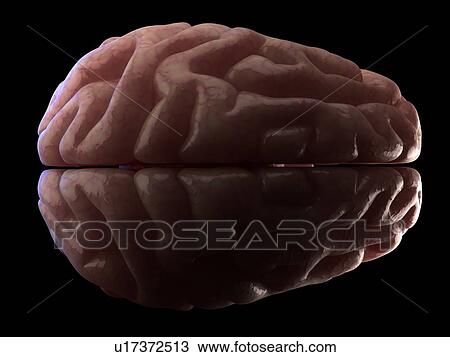 Stock Image - Human brain, computer artwork.. Fotosearch