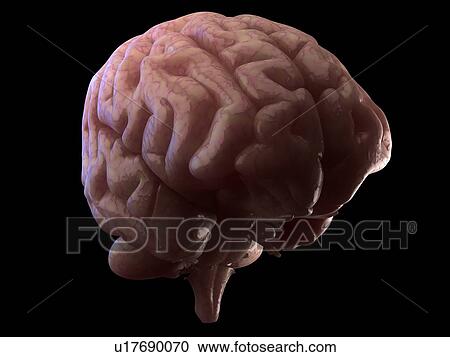 Human brain, computer artwork. View Large Photo Image Stock Image - Human brain, computer artwork.. Fotosearch