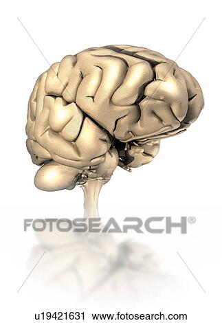 Human brain, computer artwork. View Large Photo Image Stock Image - Human brain, computer artwork.. Fotosearch