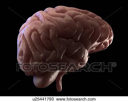 Stock Image - Human brain, computer artwork.. Fotosearch