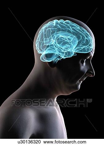 Stock Image - Human brain, computer artwork.. Fotosearch