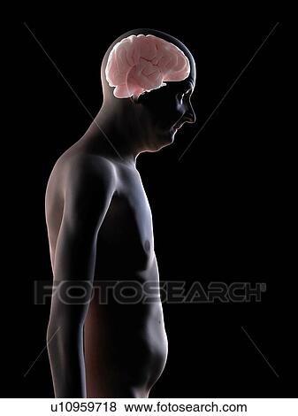 Stock Photo - Human brain, computer artwork.. Fotosearch