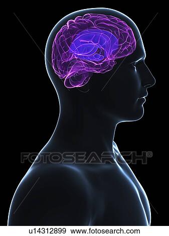 Human brain, computer artwork. View Large Photo Image Stock Photo - Human brain, computer artwork.. Fotosearch