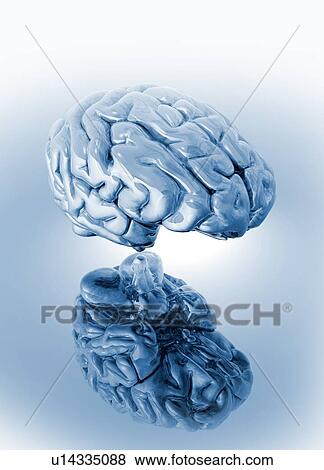 Human brain, computer artwork. View Large Photo Image Stock Photo - Human brain, computer artwork.. Fotosearch