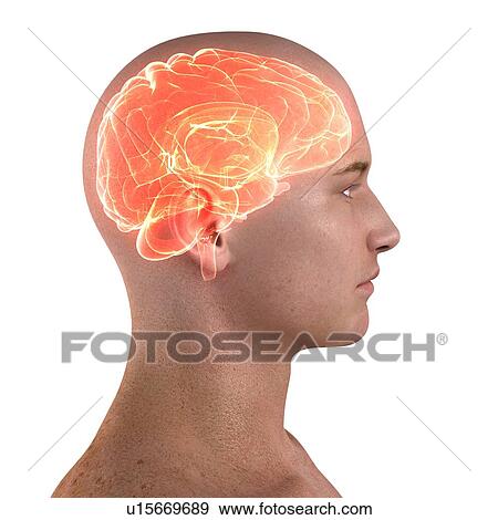 Stock Photo - Human brain, computer artwork.. Fotosearch