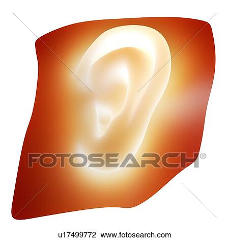 Stock Image - Human ear, computer artwork. This could represent the growing of new human organs in the laboratory. This process is called tissue engineering, using a patient's stem cells.. Fotosearch
