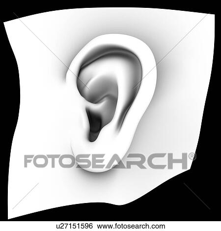 Stock Photograph - Human ear, computer artwork. This could represent the growing of new human organs in the laboratory. This process is called tissue engineering, using a patient's stem cells.. Fotosearch