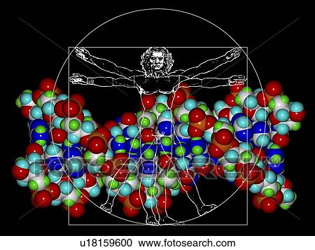 Stock Image - Human genome, conceptual computer artwork.. Fotosearch