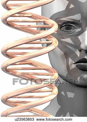 Human genome, conceptual computer artwork. View Large Photo Image Stock Image - Human genome, conceptual computer artwork.. Fotosearch