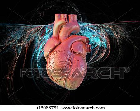 Human heart, computer artwork. View Large Photo Image Stock Image - Human heart, computer artwork.. Fotosearch