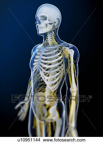 Human nervous system, computer artwork. View Large Photo Image Picture - Human nervous system, computer artwork.. Fotosearch