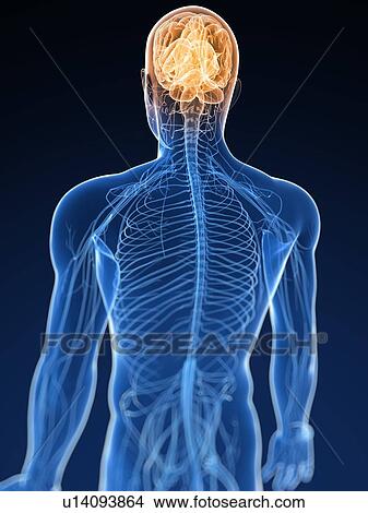 Human nervous system, computer artwork. View Large Photo Image Picture - Human nervous system, computer artwork.. Fotosearch