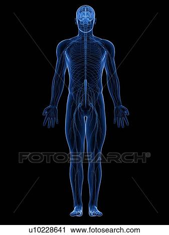 Human nervous system, computer artwork. View Large Photo Image Stock Image - Human nervous system, computer artwork.. Fotosearch