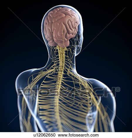 Human nervous system, computer artwork. View Large Photo Image Stock Image - Human nervous system, computer artwork.. Fotosearch