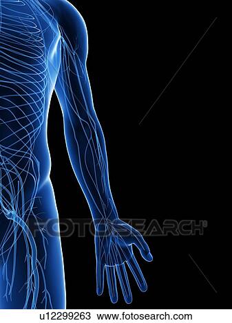 Human nervous system, computer artwork. View Large Photo Image Stock Image - Human nervous system, computer artwork.. Fotosearch