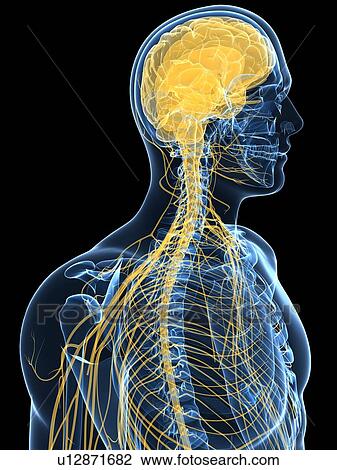 Stock Image - Human nervous system, computer artwork.. Fotosearch