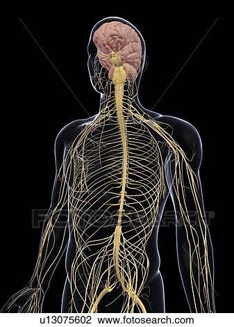 Stock Image - Human nervous system, computer artwork.. Fotosearch